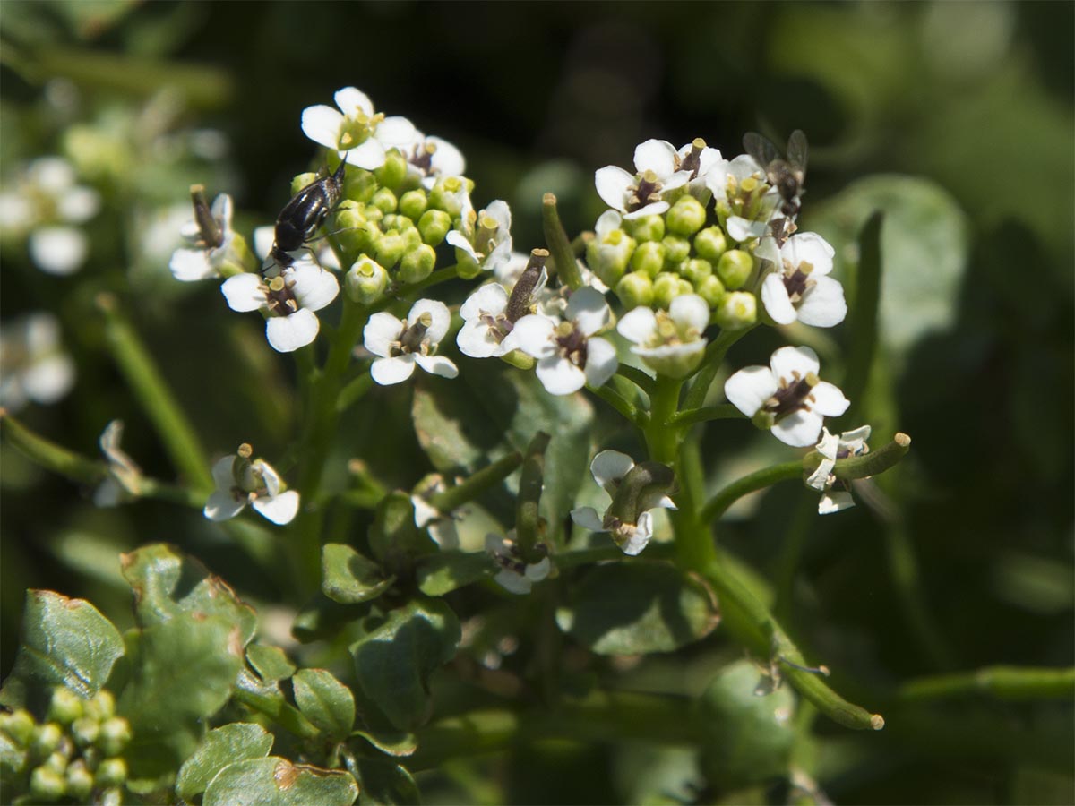 Blüten und Früchte